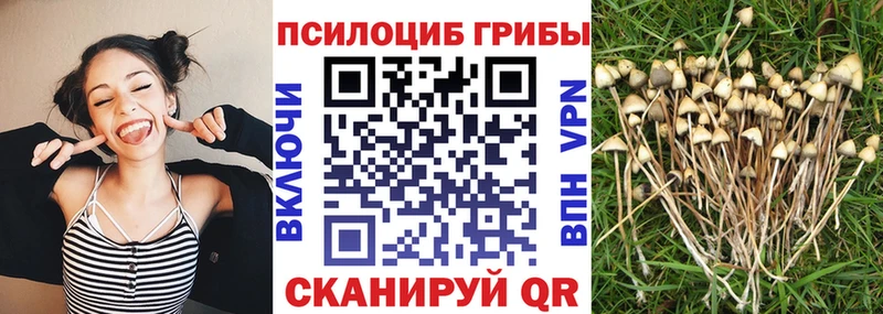 купить наркотик  Цоци-Юрт  блэк спрут зеркало  Галлюциногенные грибы Psilocybine cubensis 